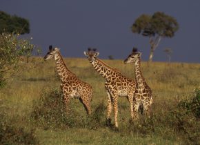 Tansanian safari