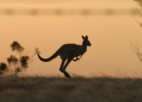Ainutlaatuinen Australia