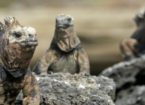 Tarunomaiset Galapagossaaret