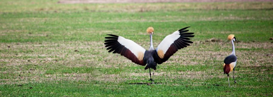 Ugandan lintusafari