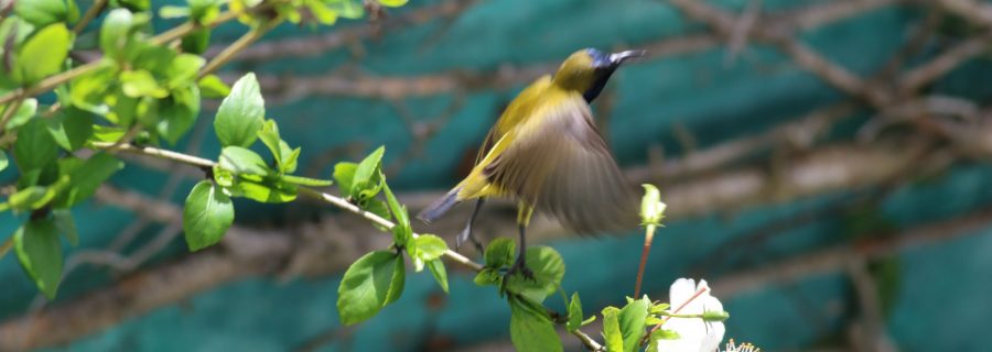 Sulawesi-Halmahera lintumatka
