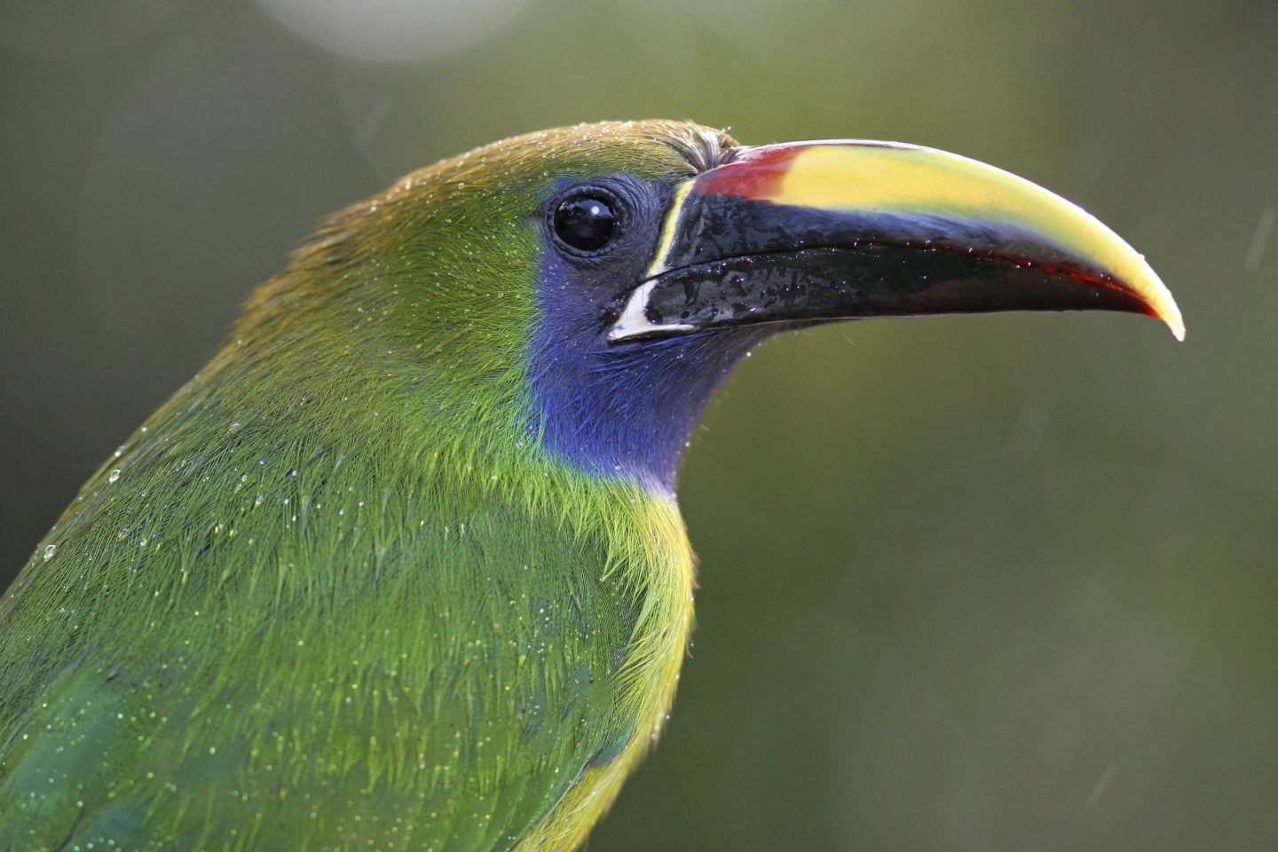 Kon-Tikin Costa Rican matkalta: smaragditukaani