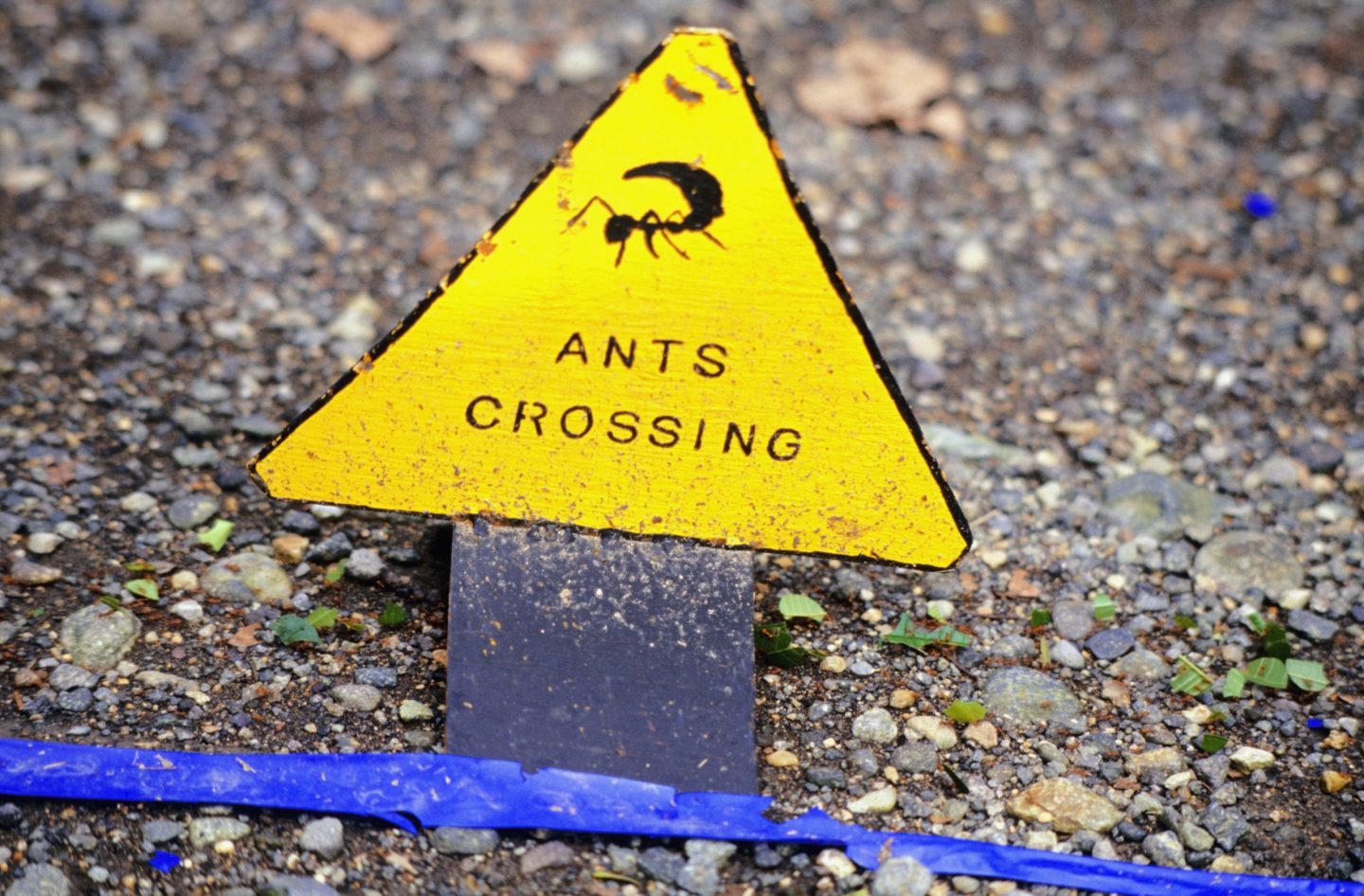 Kon-Tikin Costa Rican matkalta: muurahaiset