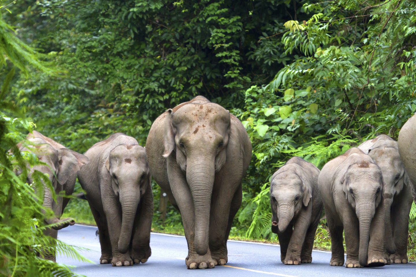 Kon-Tikin Thaimaan matkalta: elefantit