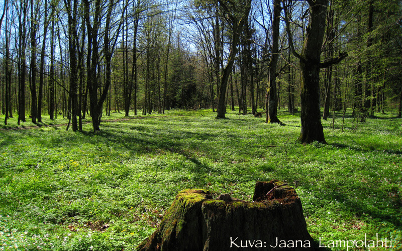 Kon-Tikin Puolan matkalta: metsä
