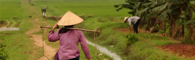 Kon-Tikin matkalla Vietnamissa: pellolla