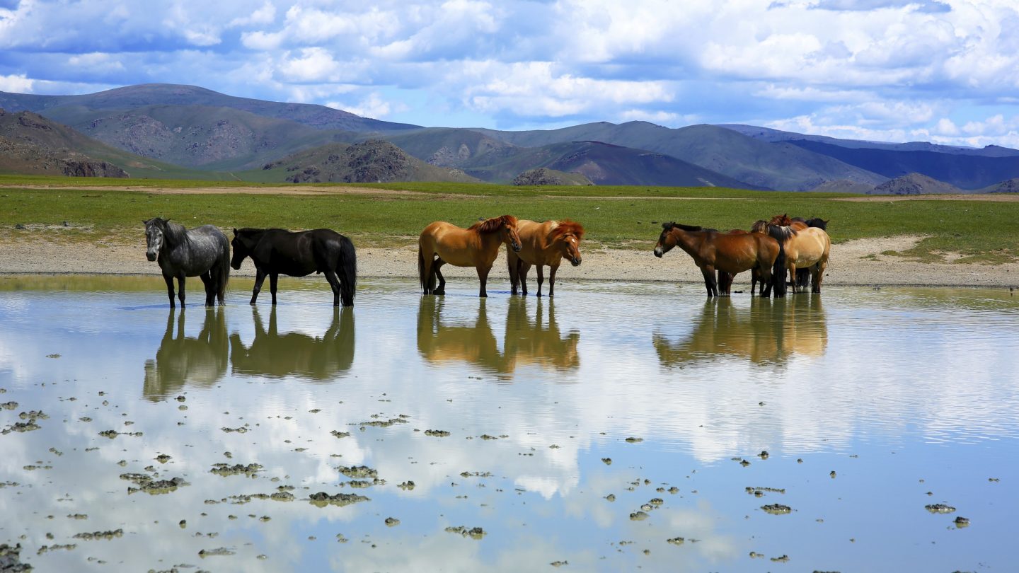 ThinkstockPhotos-468827543 mongolian horses rf