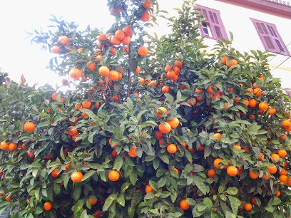 Kreikka-appelsiinit