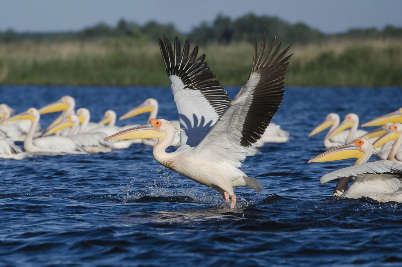 Romania Delta Pelicans
