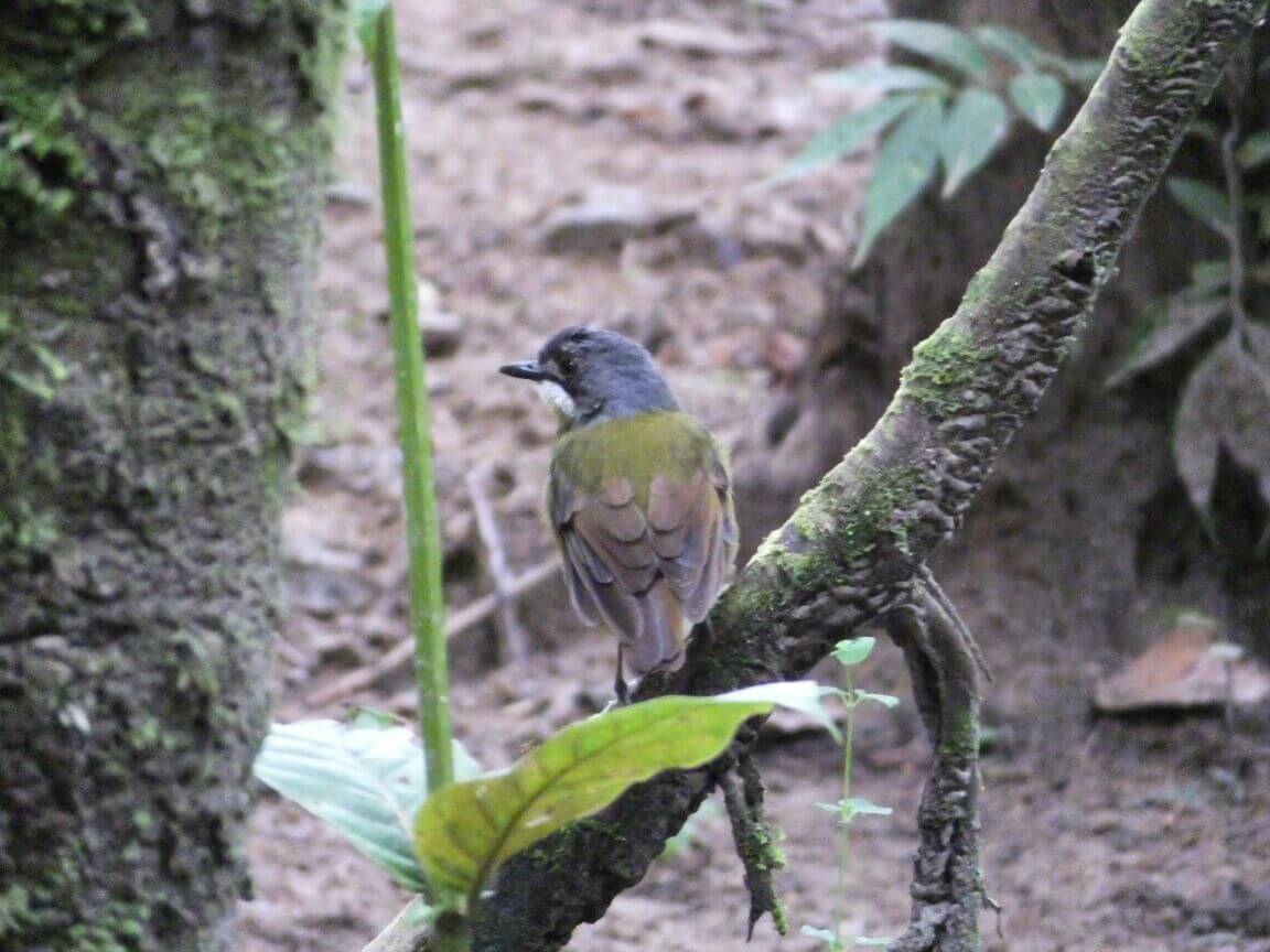 Blue grey robin