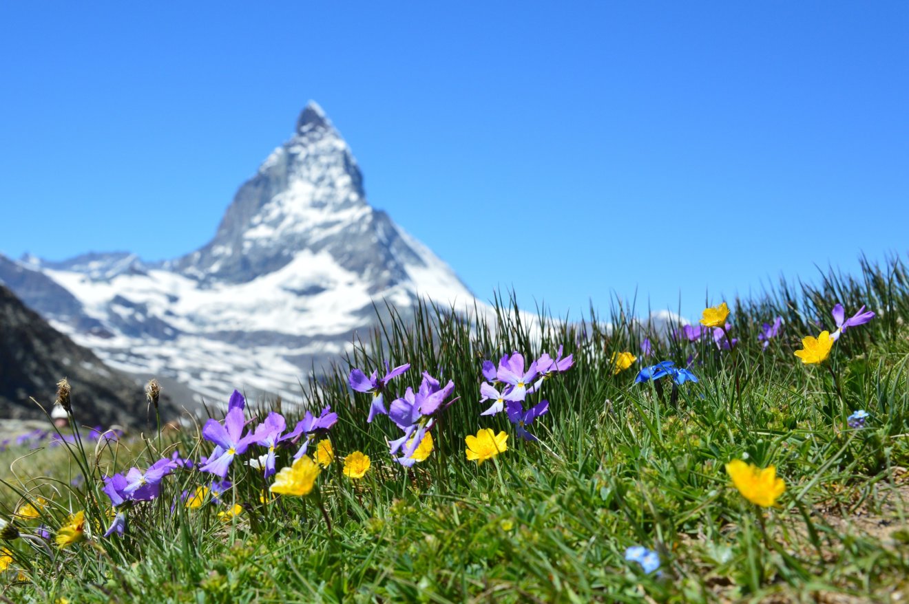 alpine-beautiful-bloom-267133
