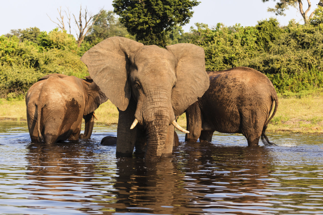 462199311 elephants in Chobe park rf
