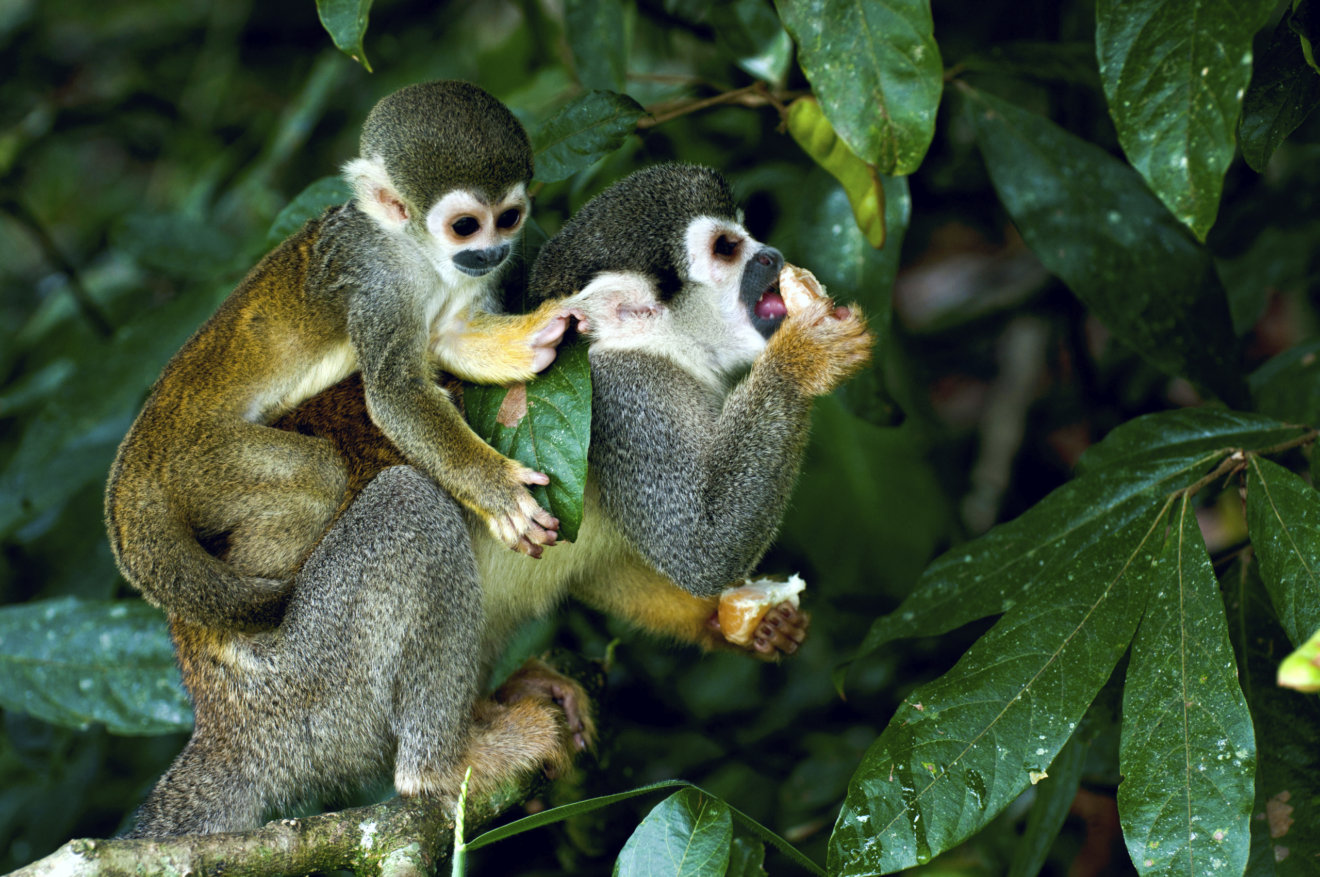 ThinkstockPhotos-466877699 squirrel monkey Amazon rf