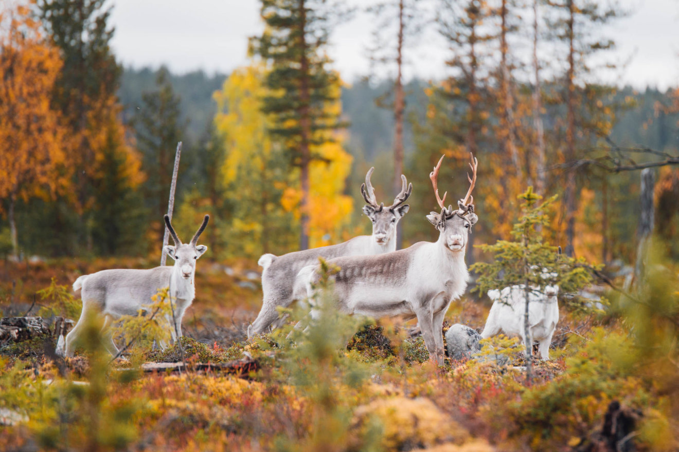 Finland_Lapland_Pallas-Yllästunturi_autumn_reindeers_web_byJuliaKivela__MG_6001