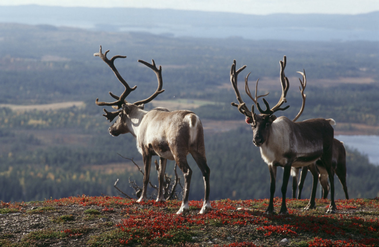 Reindeers_Inari Image by Visit Finalnd