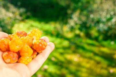 Special interest tours Nature tours Finland berry picking cloudberries