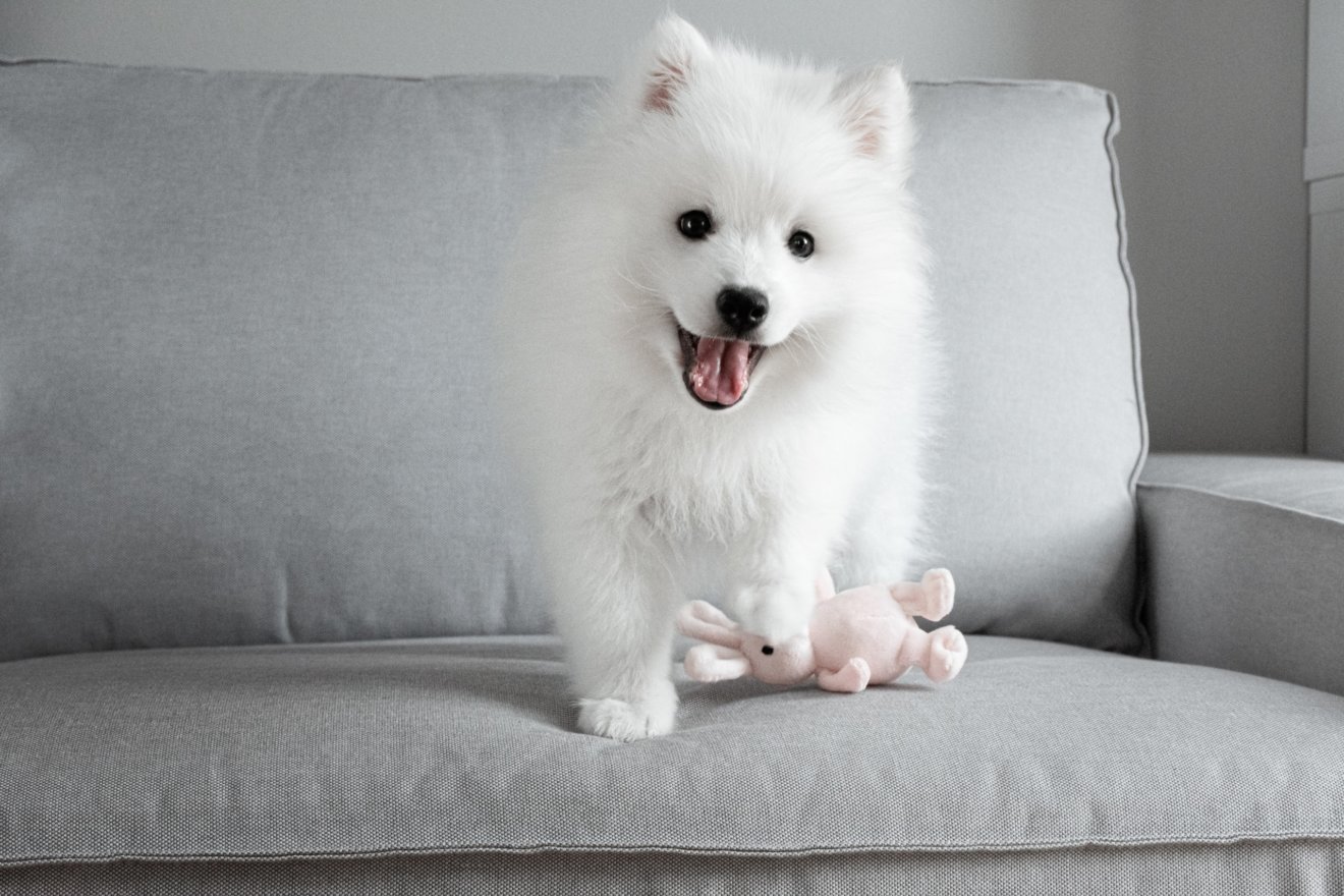 sohva-valkoinen-iloinen-koira-linnea-herner-ElwQpZlum7g-unsplash