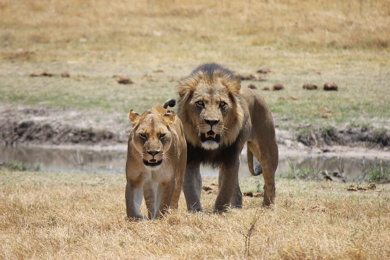 Botswana lion