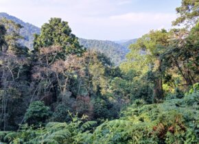 Matkapäiväkirja – Ugandan lintu- ja luontomatka
