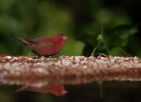 Matkapäiväkirja – Kenian lintumatka